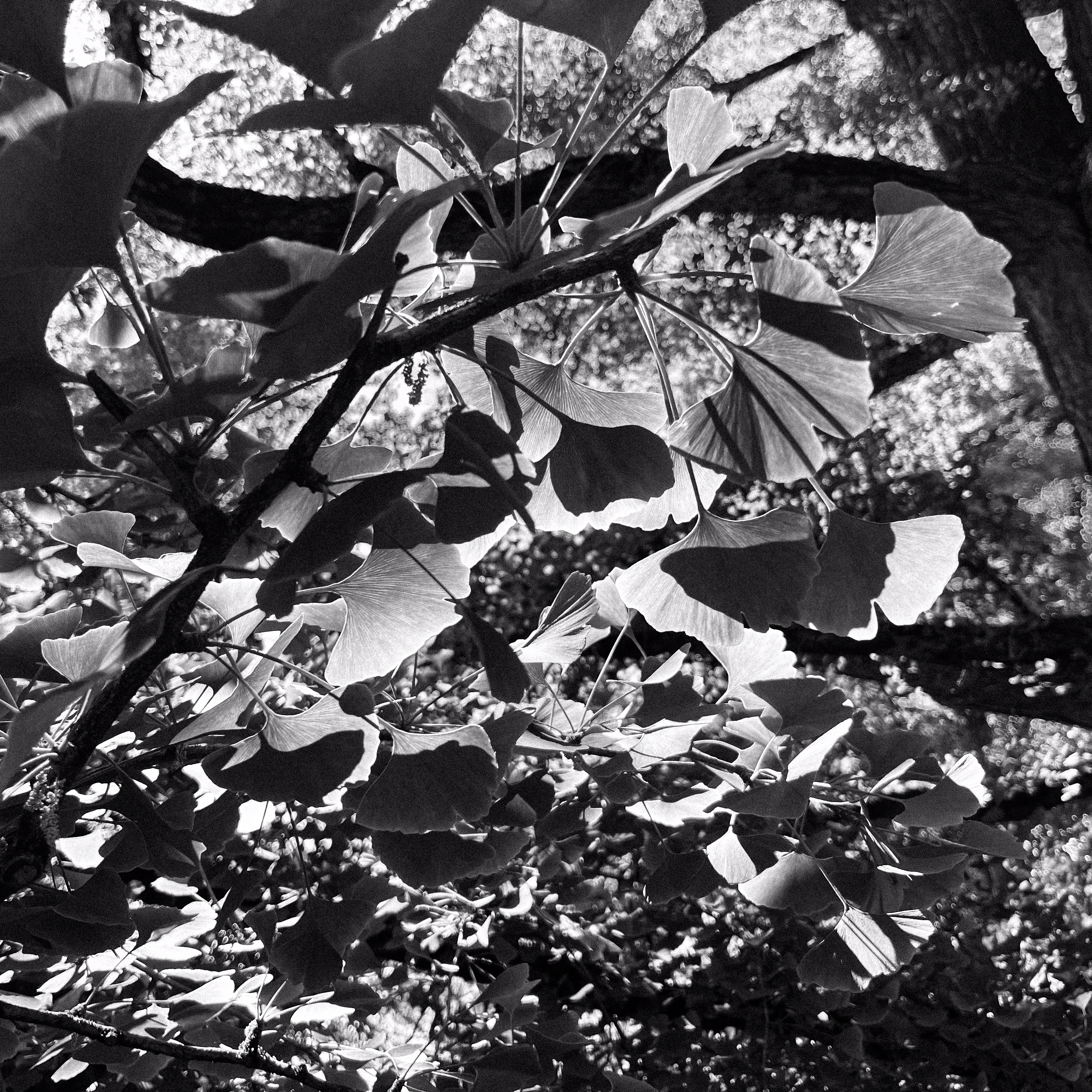 Dingko leaves (2025)